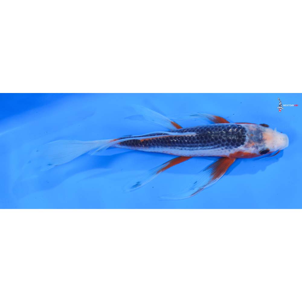 8” Imported Asagi Butterfly Koi