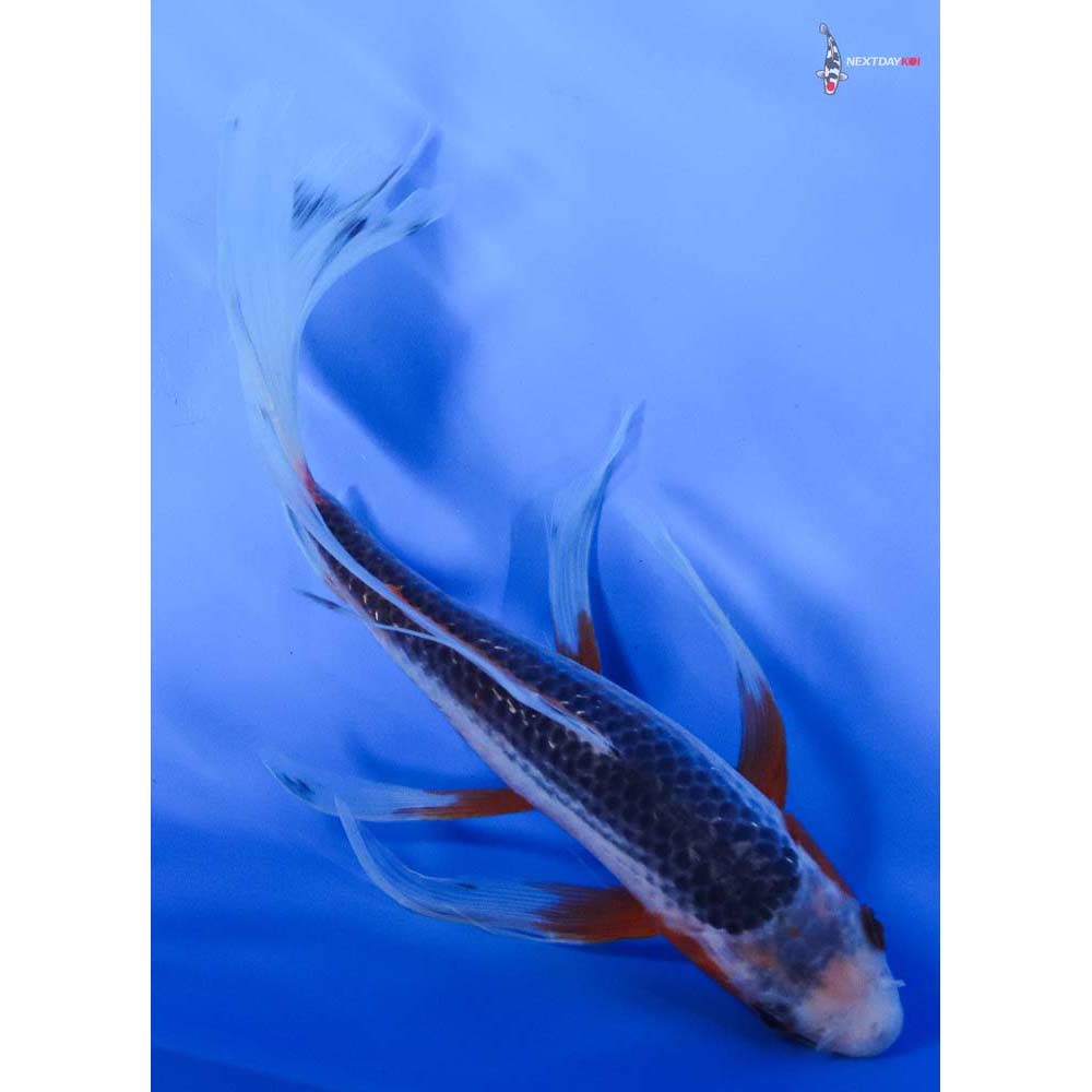 8” Imported Asagi Butterfly Koi
