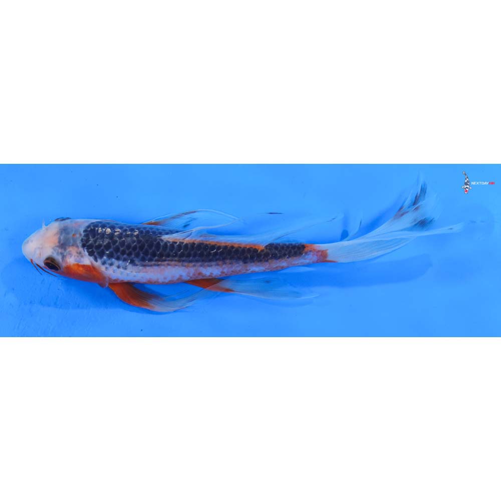 8” Imported Asagi Butterfly Koi
