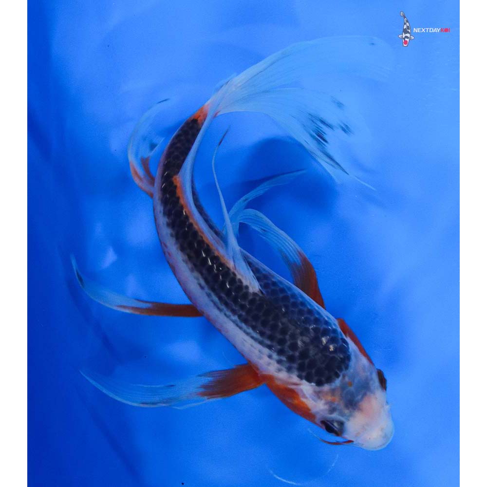 8” Imported Asagi Butterfly Koi