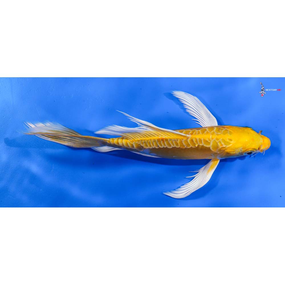 7” Imported Doitsu Lemon Hariwake Butterfly Koi