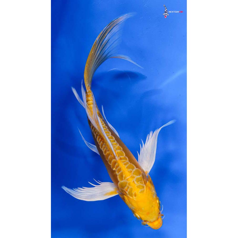 7” Imported Doitsu Lemon Hariwake Butterfly Koi
