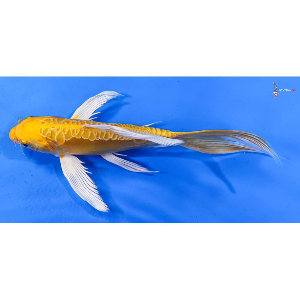7” Imported Doitsu Lemon Hariwake Butterfly Koi
