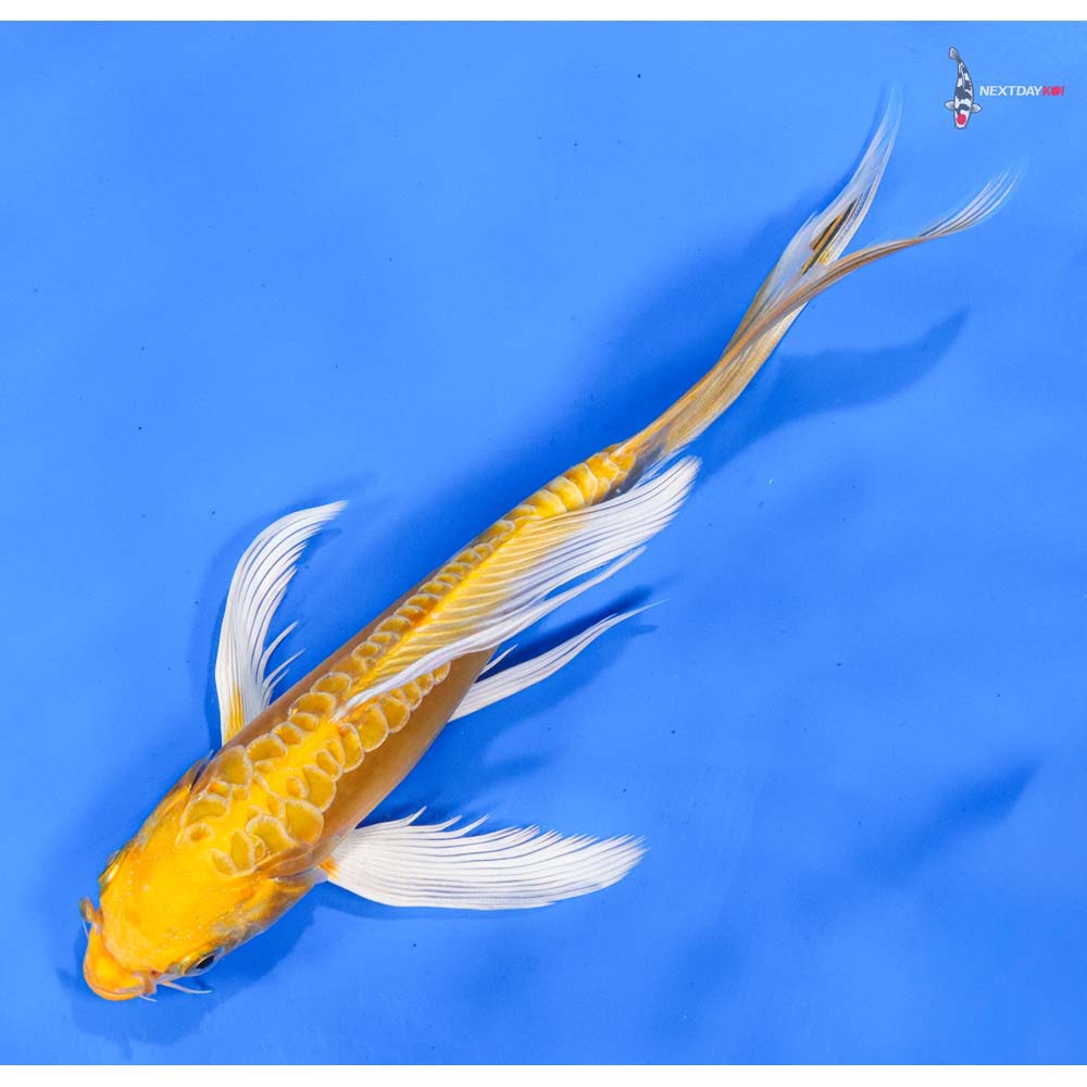 7” Imported Doitsu Lemon Hariwake Butterfly Koi