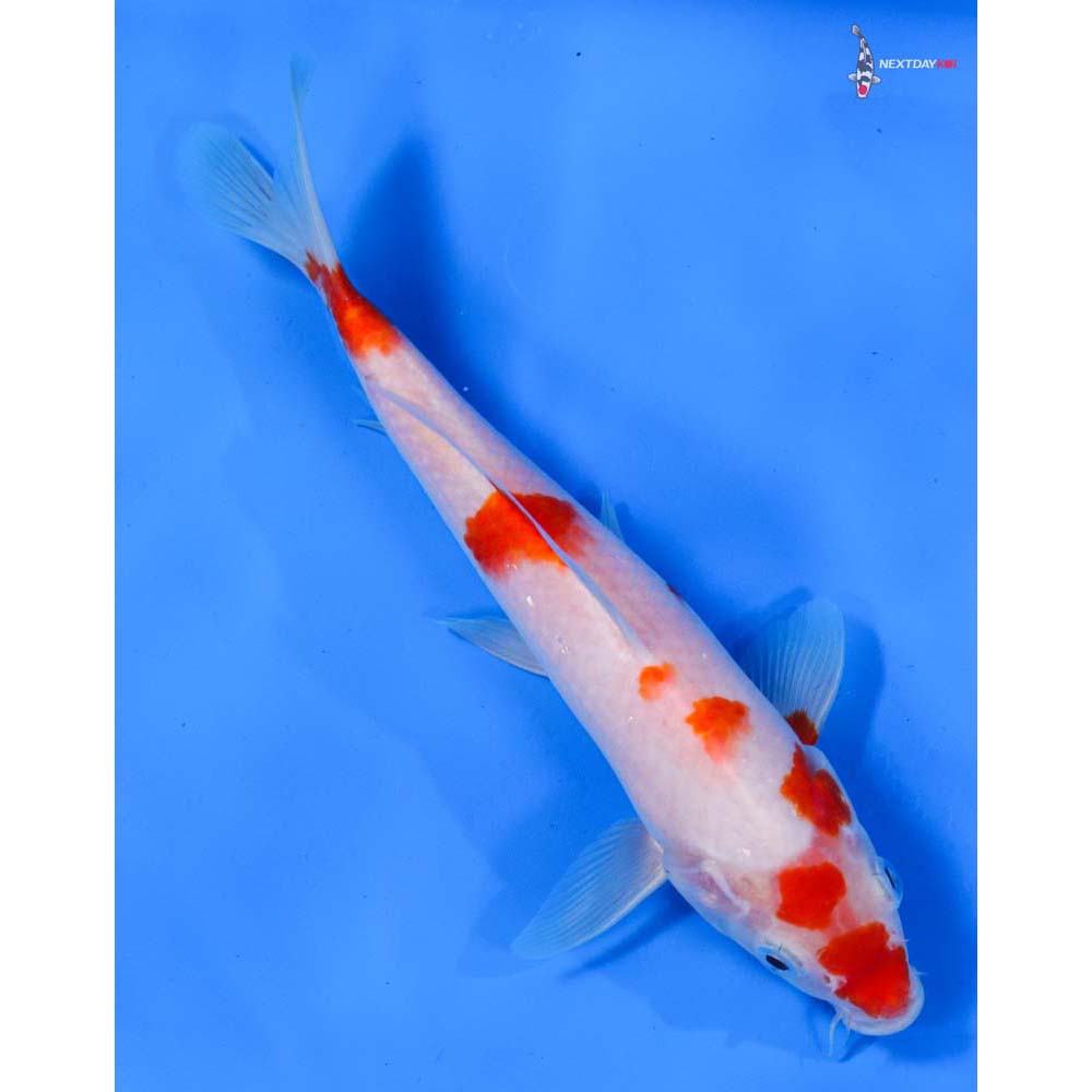 8.5” Imported Kohaku