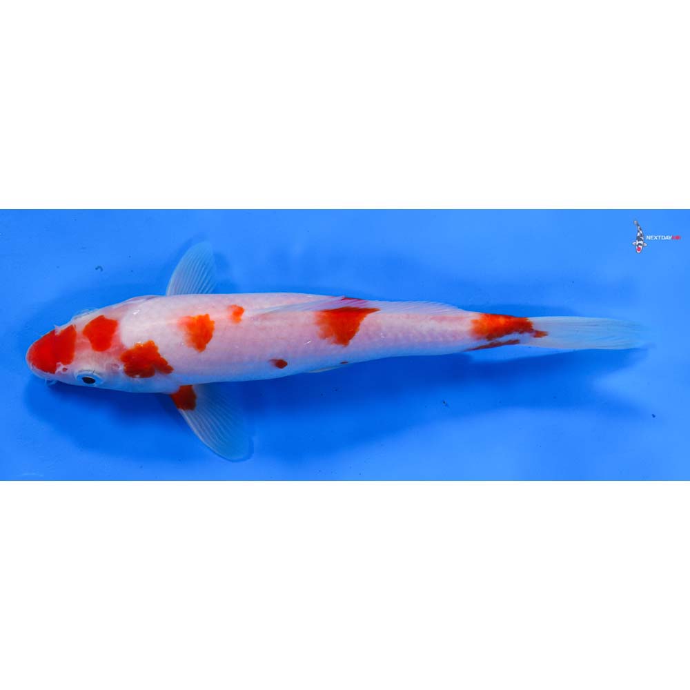 8.5” Imported Kohaku