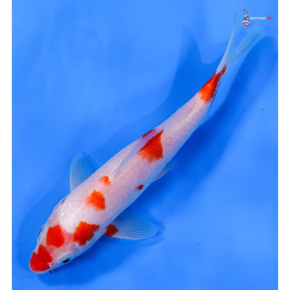 8.5” Imported Kohaku