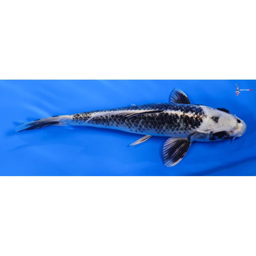 8” Imported Gin Matsuba