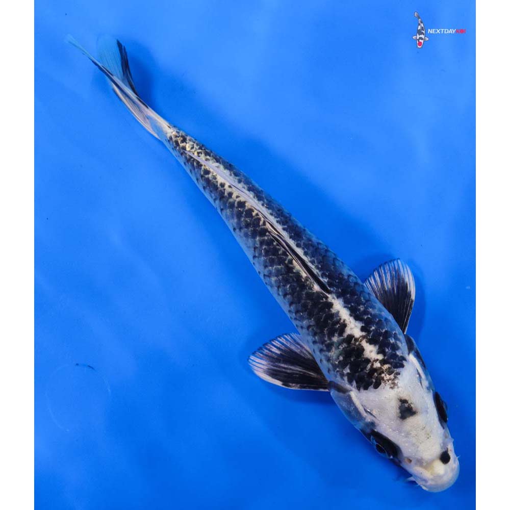 8” Imported Gin Matsuba