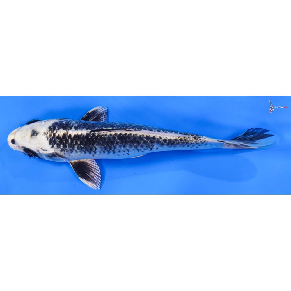 8” Imported Gin Matsuba