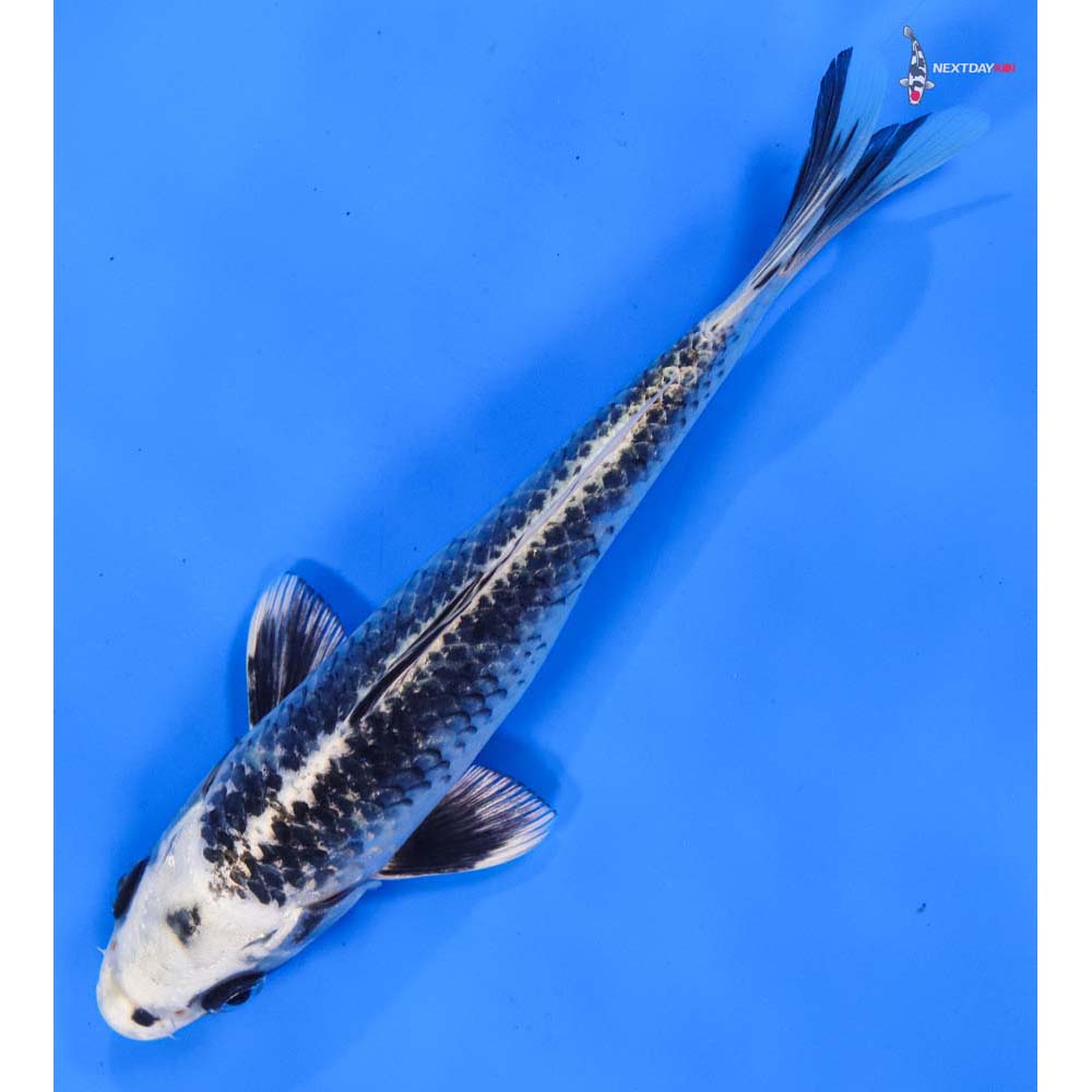 8” Imported Gin Matsuba