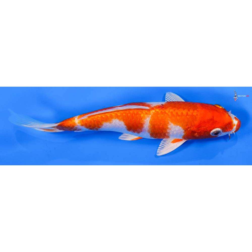 8” Imported Hariwake