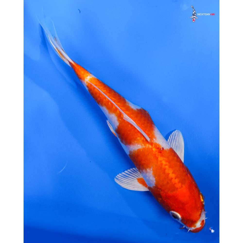 8” Imported Hariwake