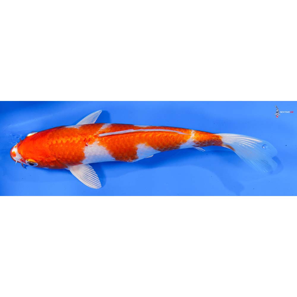 8” Imported Hariwake