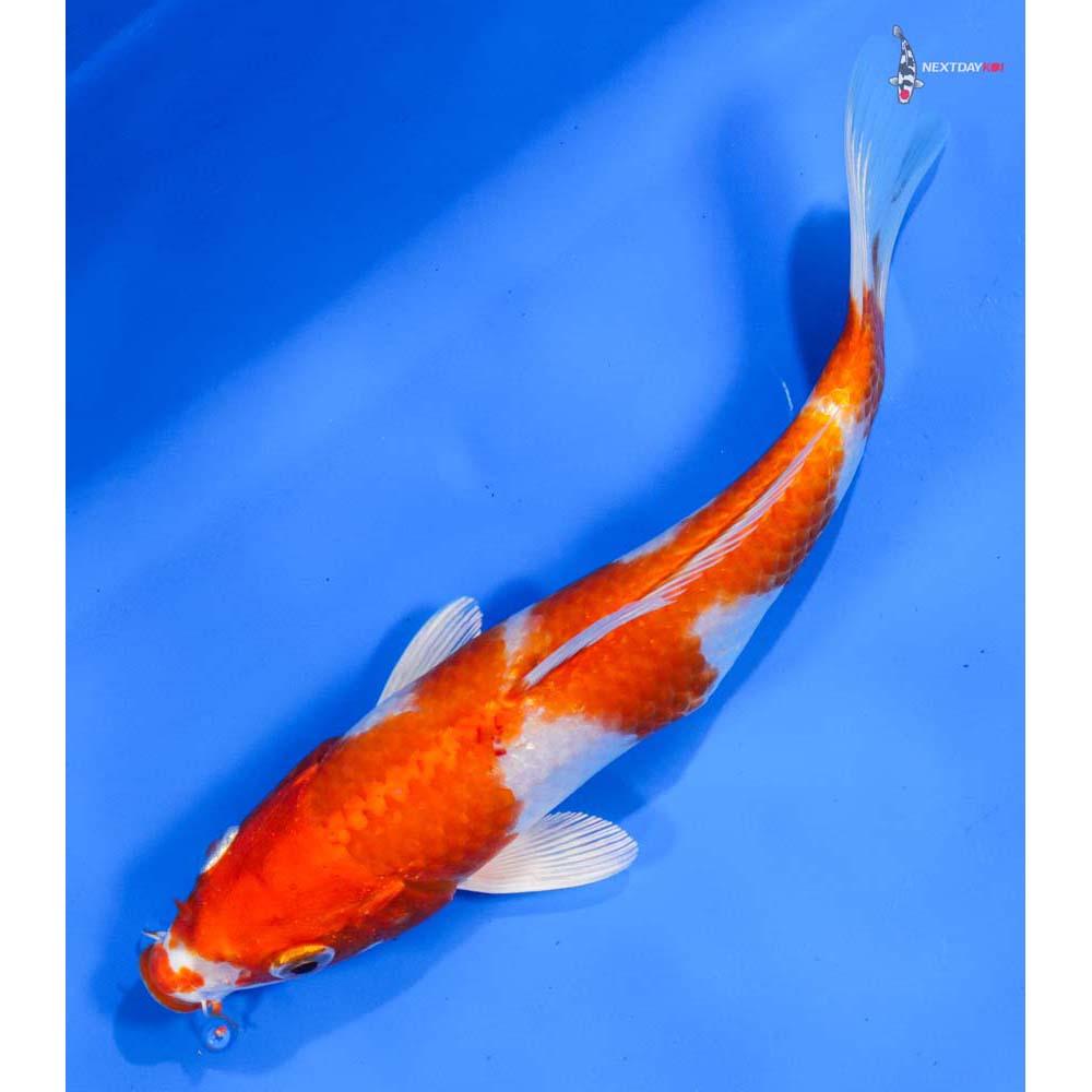 8” Imported Hariwake