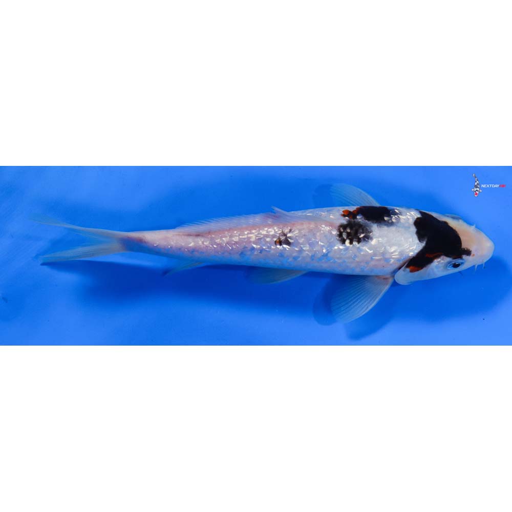 8” Imported Gin Rin Goromo
