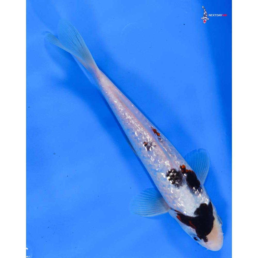 8” Imported Gin Rin Goromo