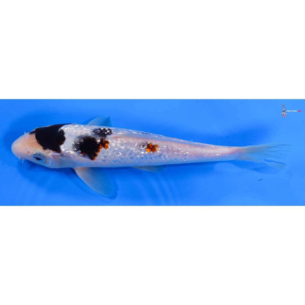 8” Imported Gin Rin Goromo