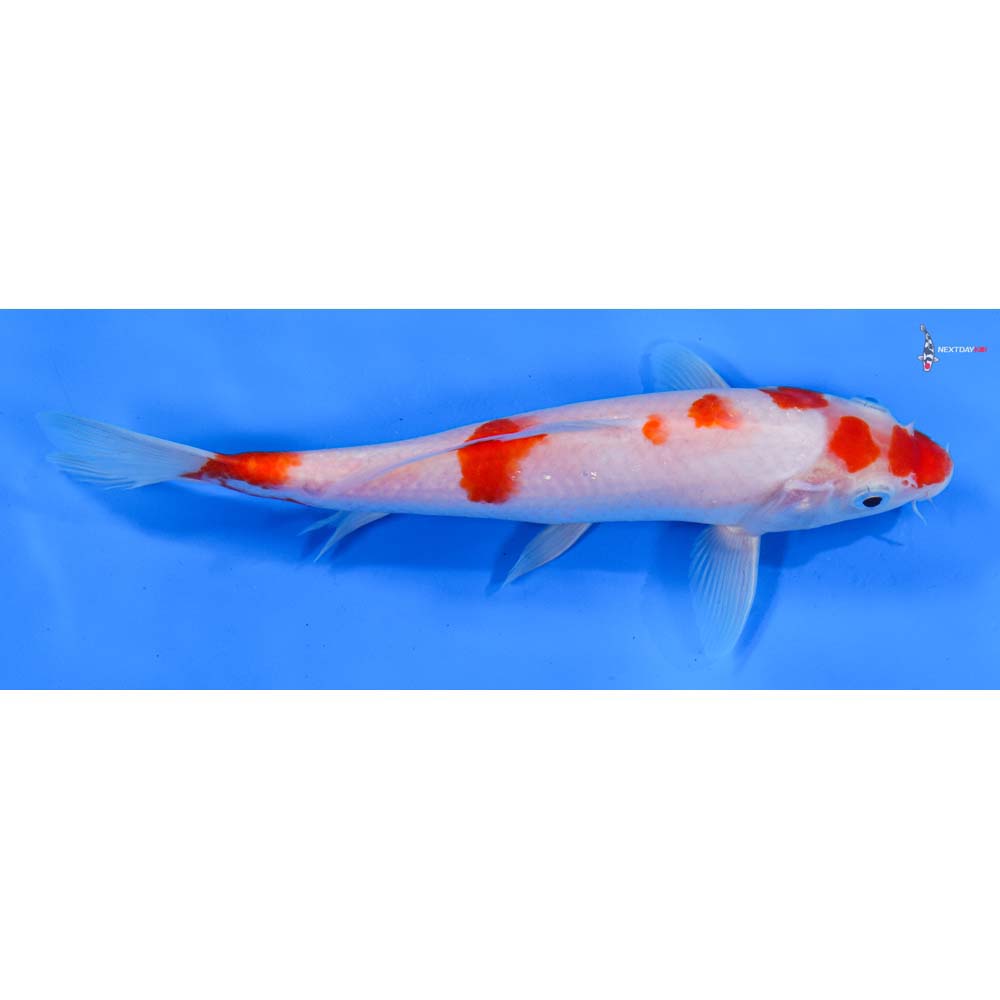 8.5” Imported Kohaku
