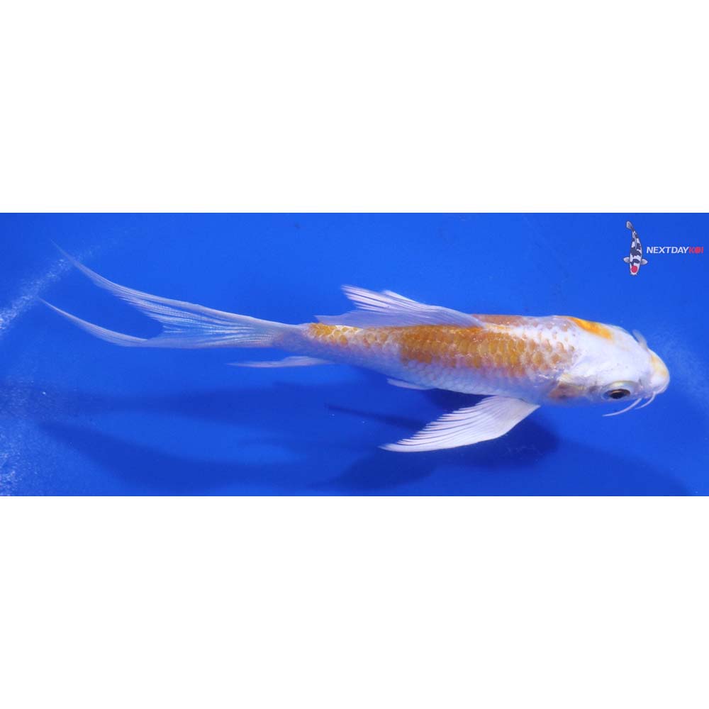 5” Imported Lemon Hariwake Butterfly Koi