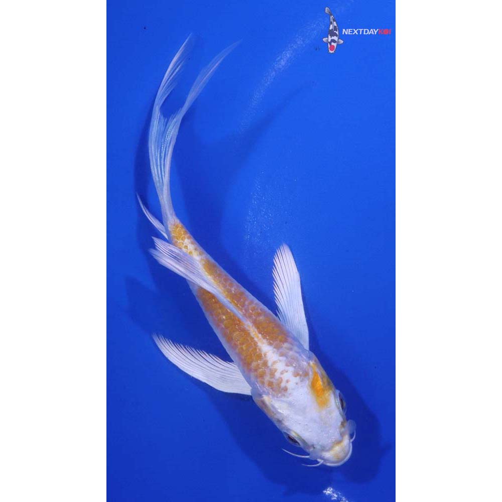 5” Imported Lemon Hariwake Butterfly Koi
