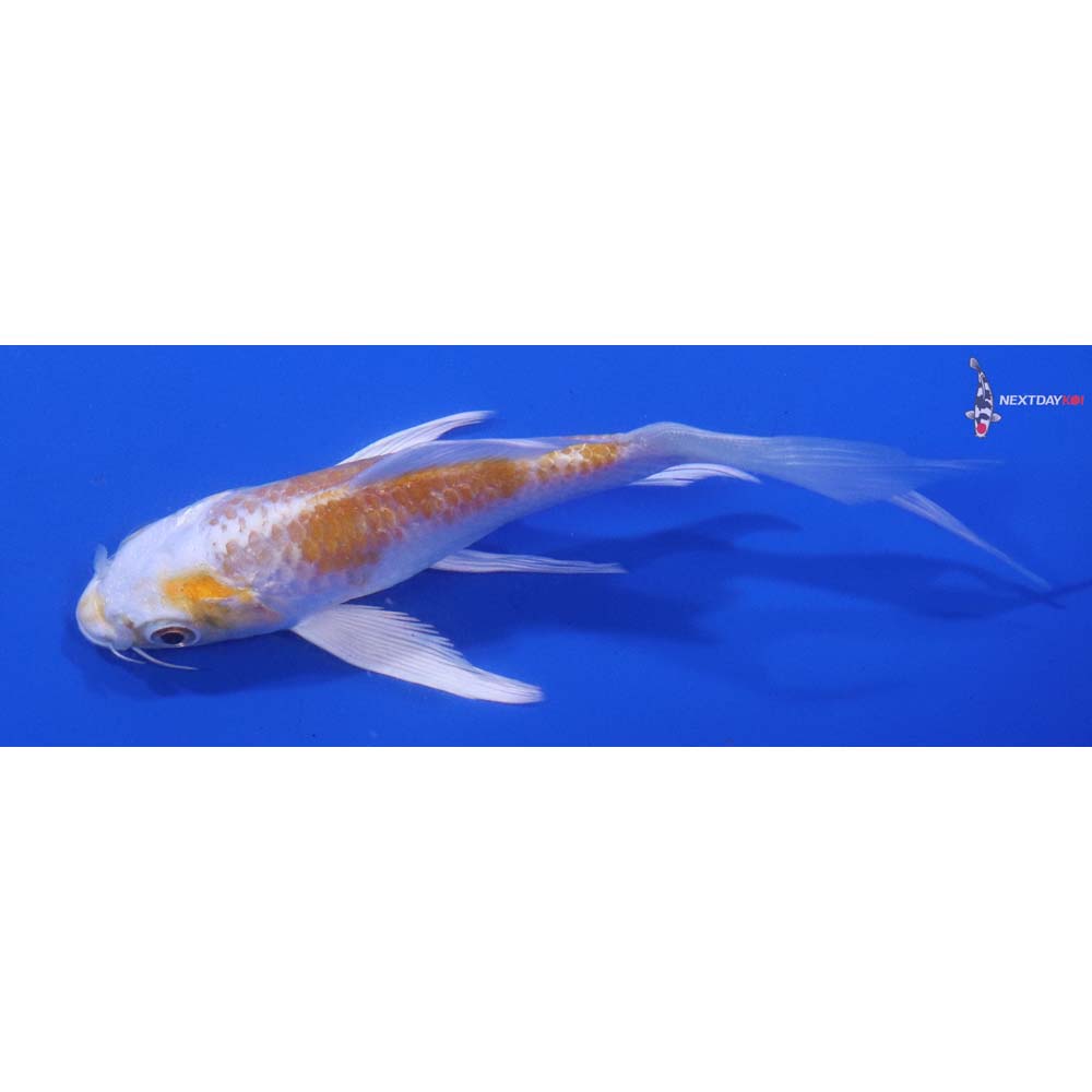 5” Imported Lemon Hariwake Butterfly Koi