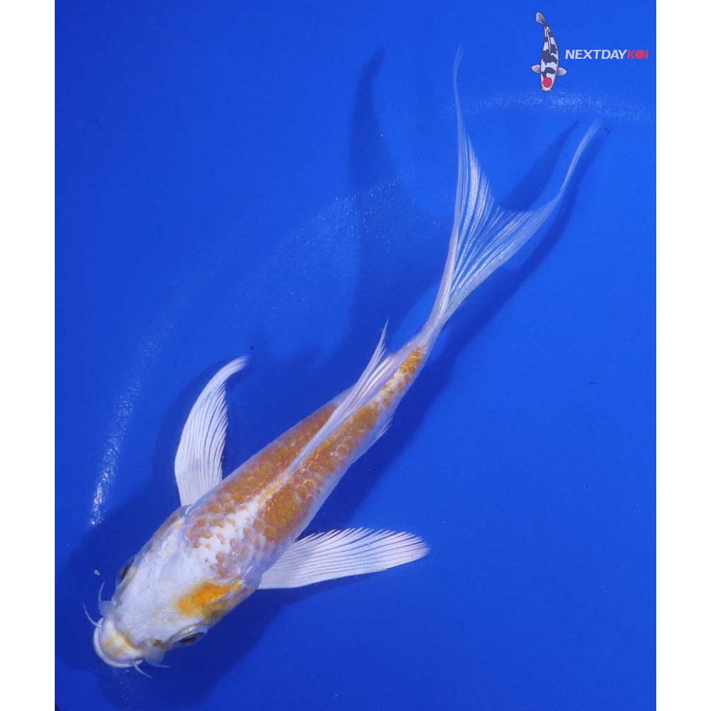 5” Imported Lemon Hariwake Butterfly Koi