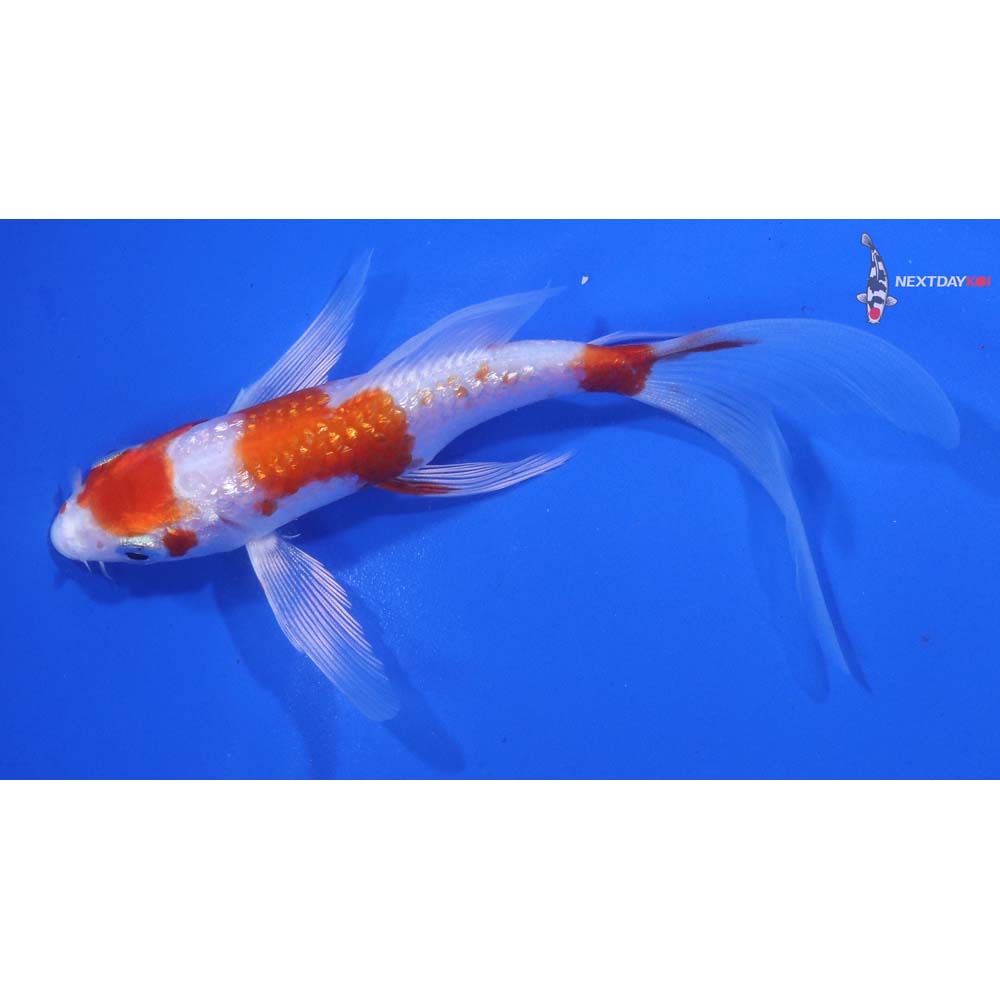 5” Imported Gin Rin Hariwake Butterfly Koi