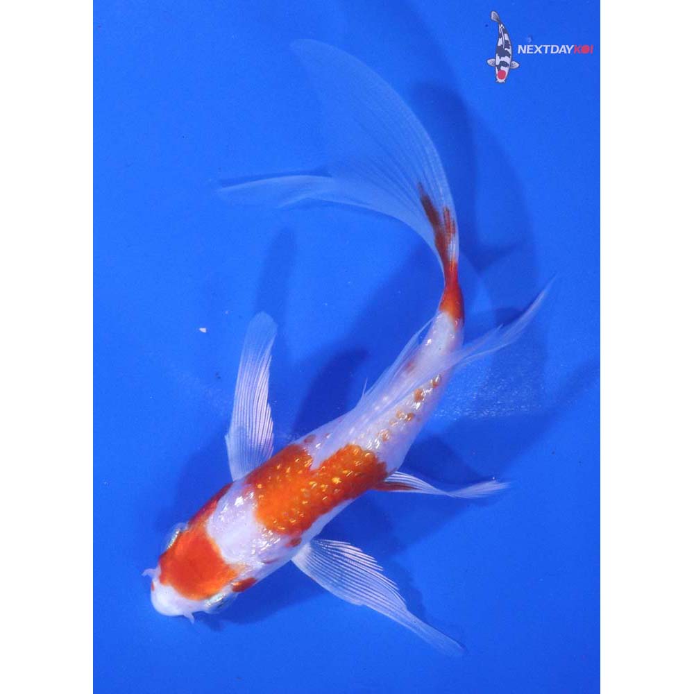 5” Imported Gin Rin Hariwake Butterfly Koi