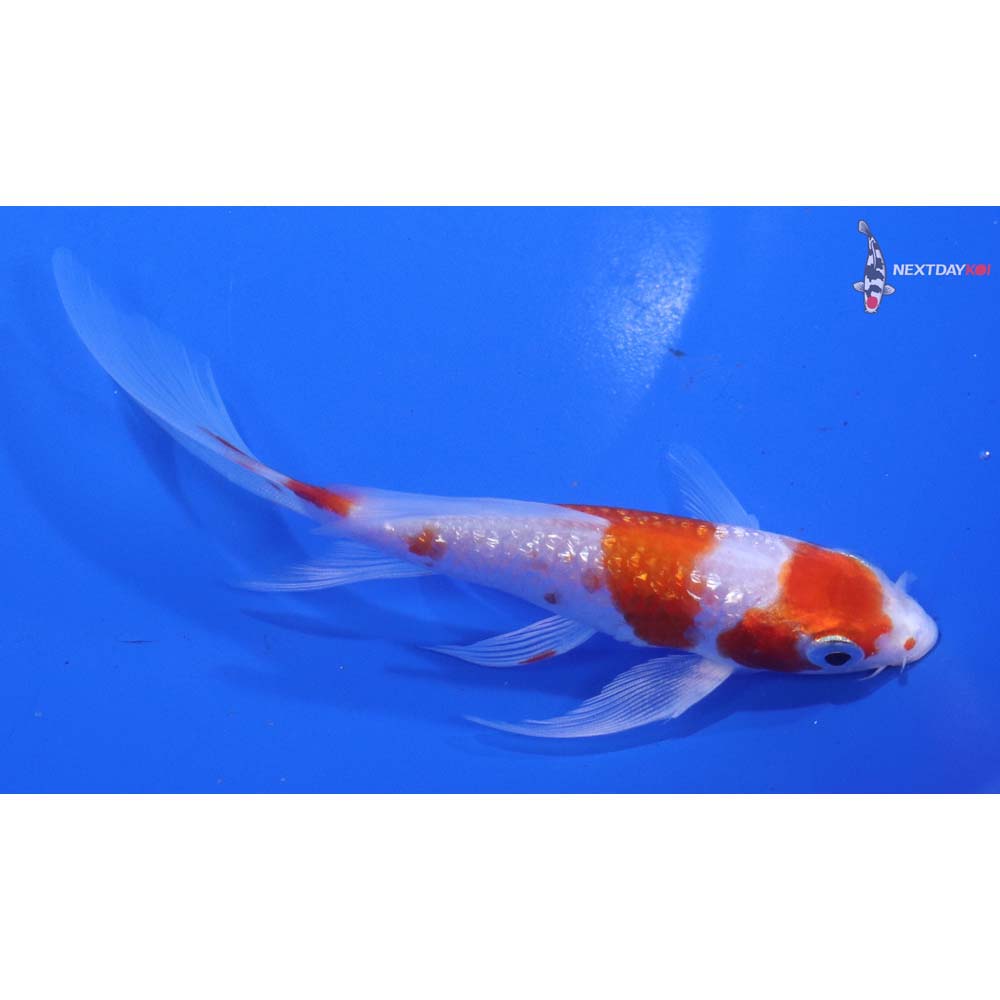 5” Imported Gin Rin Hariwake Butterfly Koi