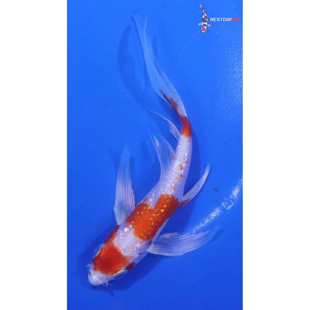 5” Imported Gin Rin Hariwake Butterfly Koi