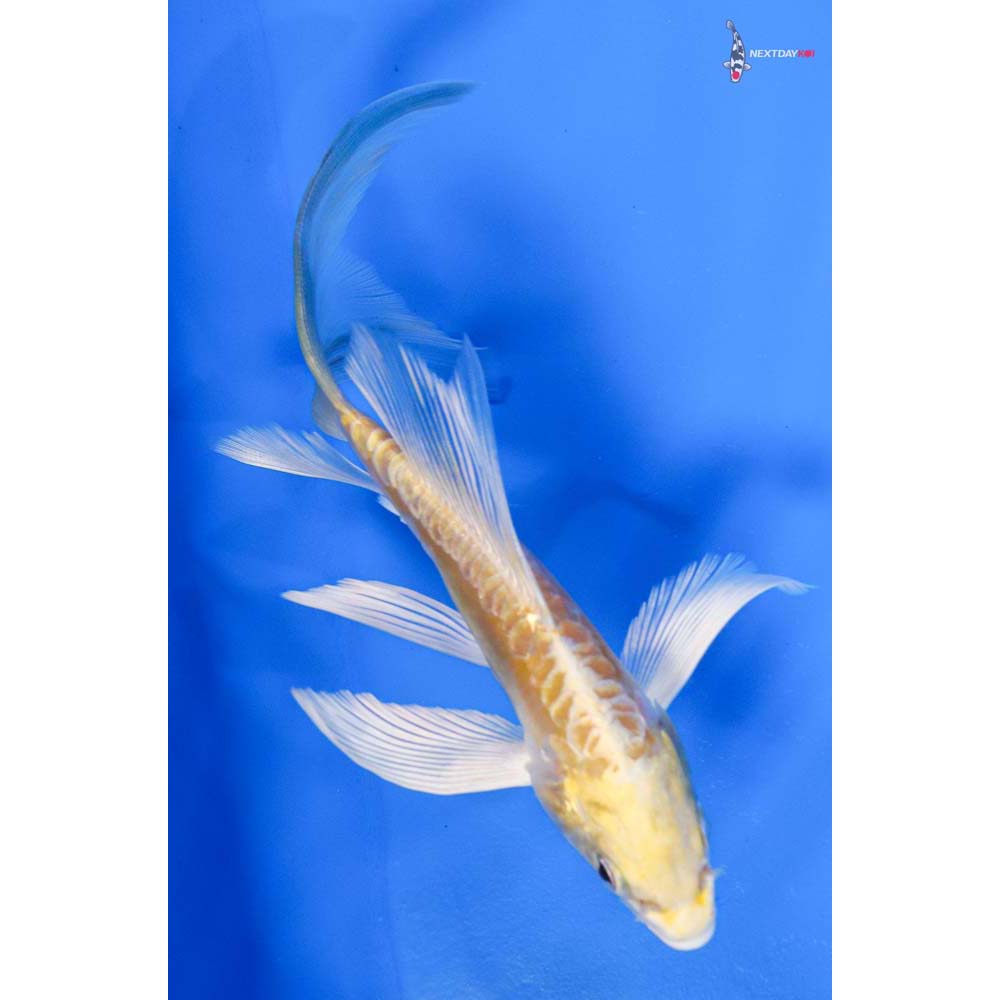 6” Imported Doitsu Lemon Hariwake Butterfly Koi