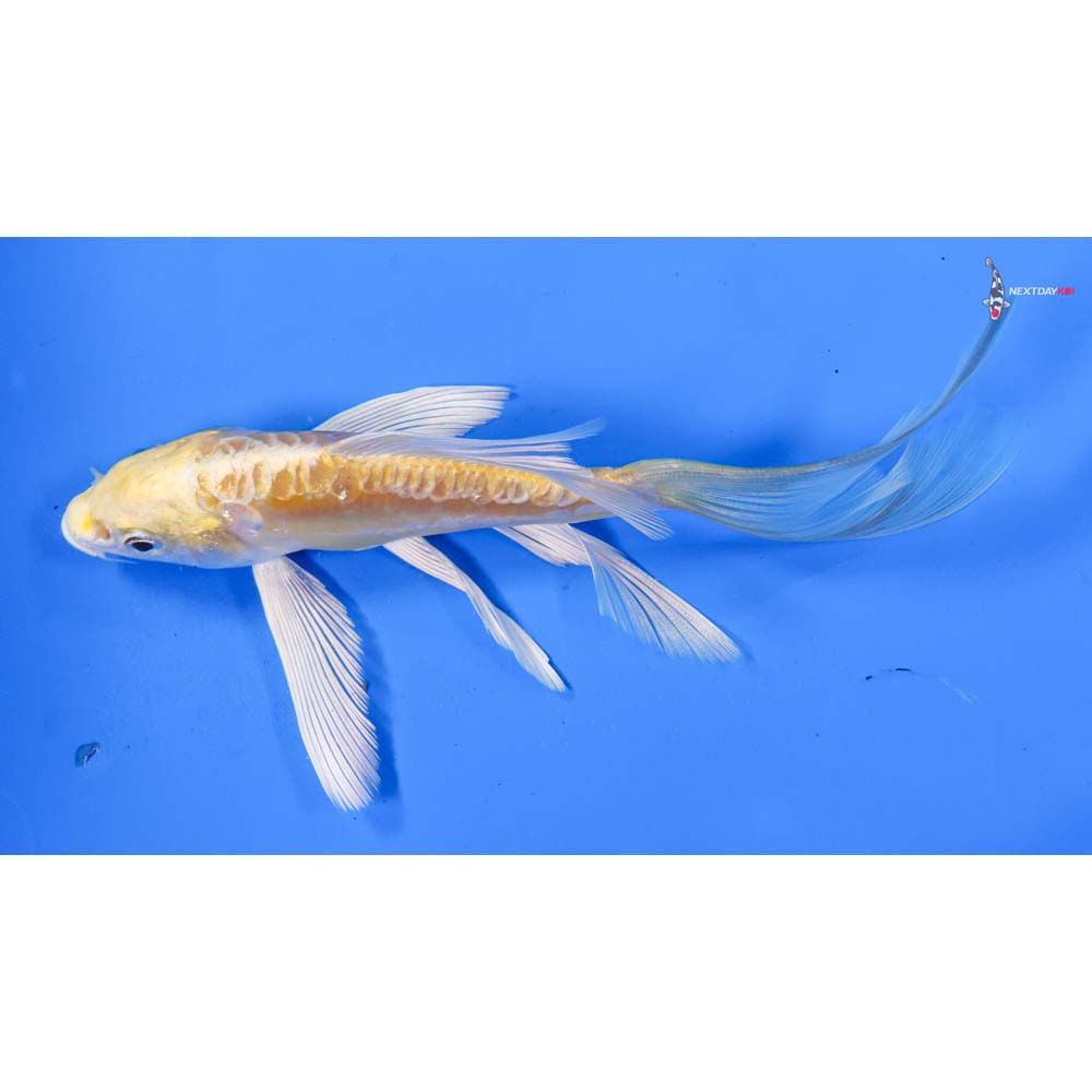 6” Imported Doitsu Lemon Hariwake Butterfly Koi
