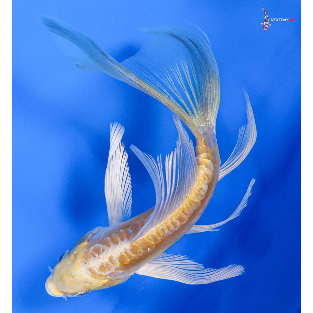 6” Imported Doitsu Lemon Hariwake Butterfly Koi