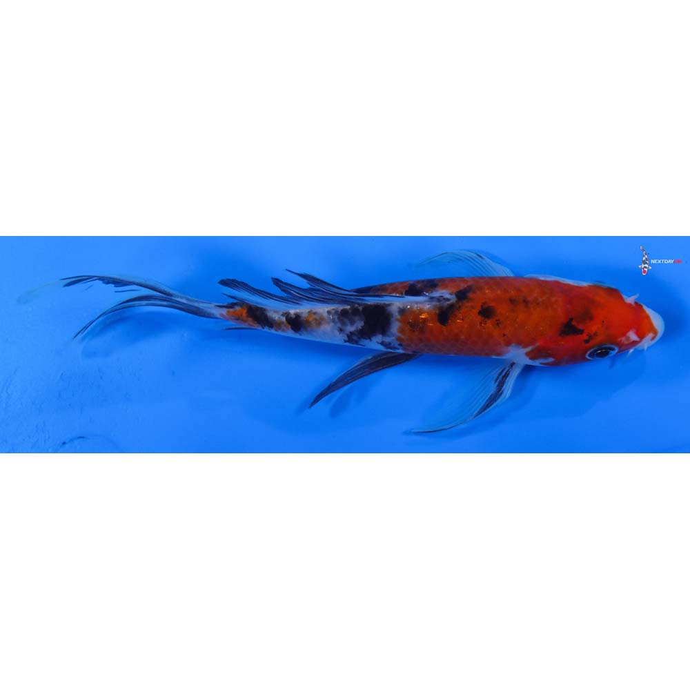 6” Imported Sanke Butterfly Koi