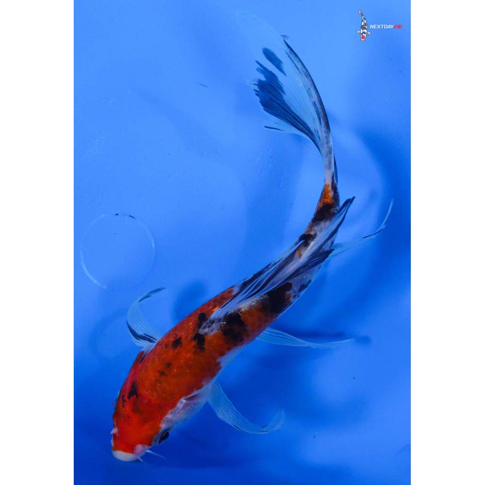 6” Imported Sanke Butterfly Koi