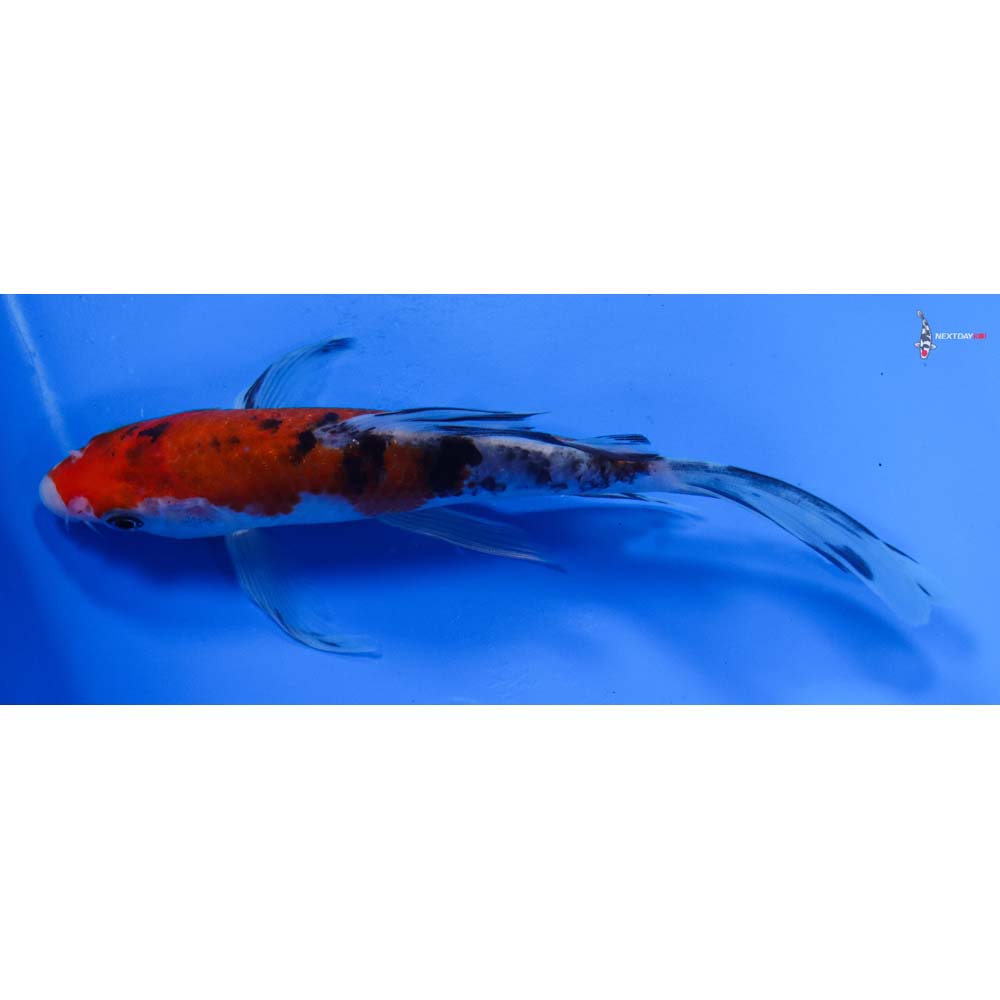 6” Imported Sanke Butterfly Koi
