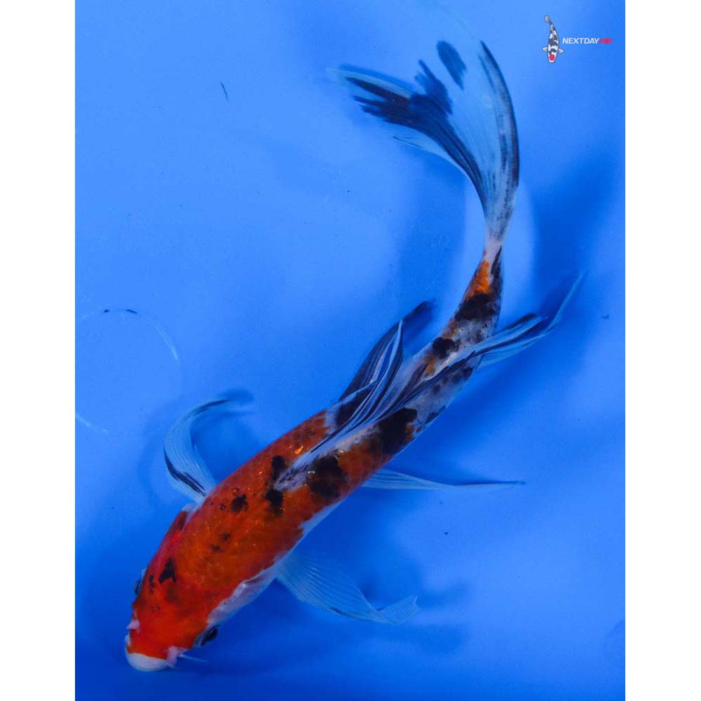 6” Imported Sanke Butterfly Koi