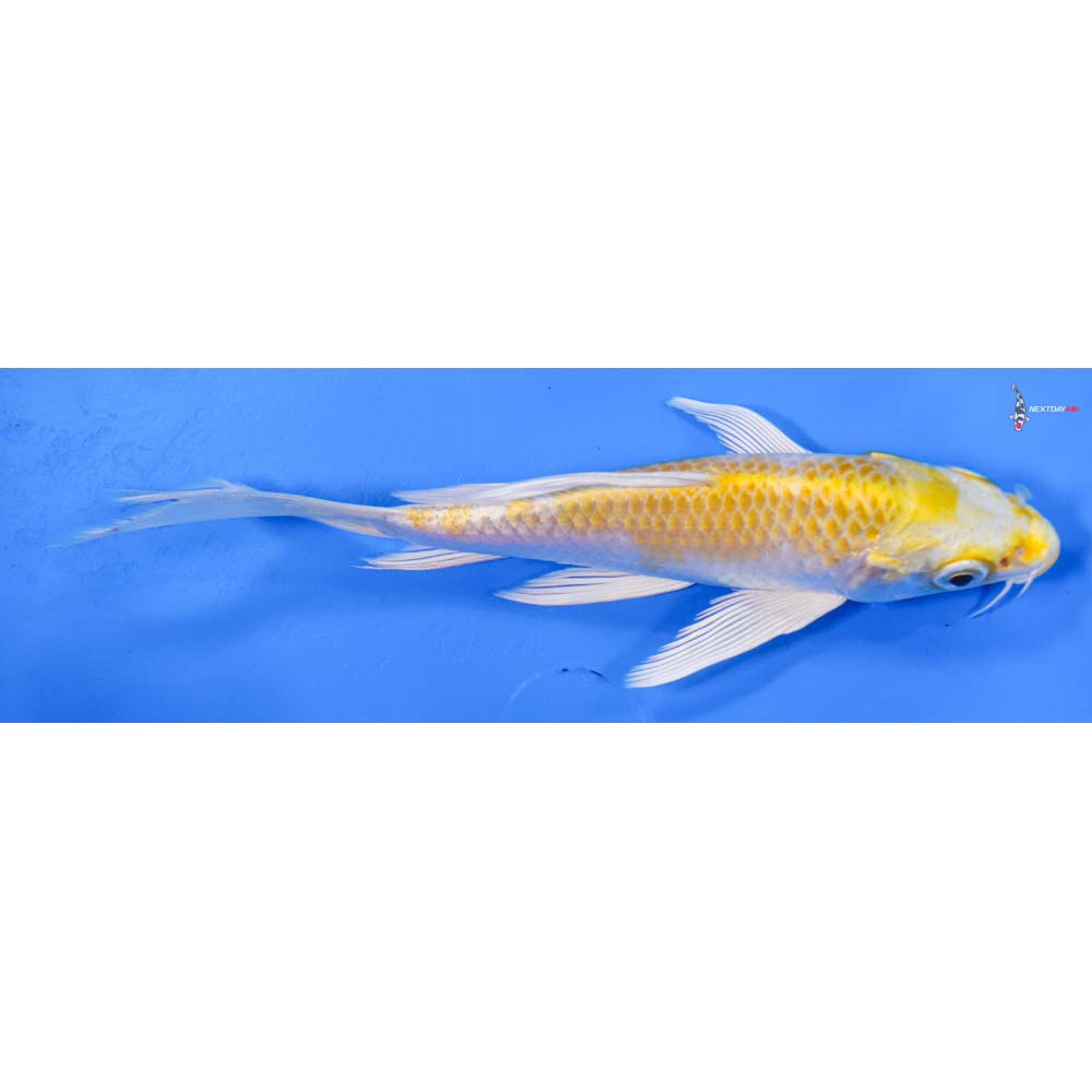 6” Imported Lemon Hariwake Butterfly Koi
