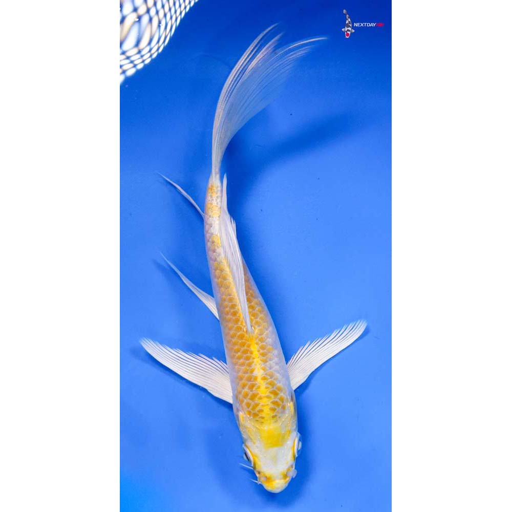 6” Imported Lemon Hariwake Butterfly Koi