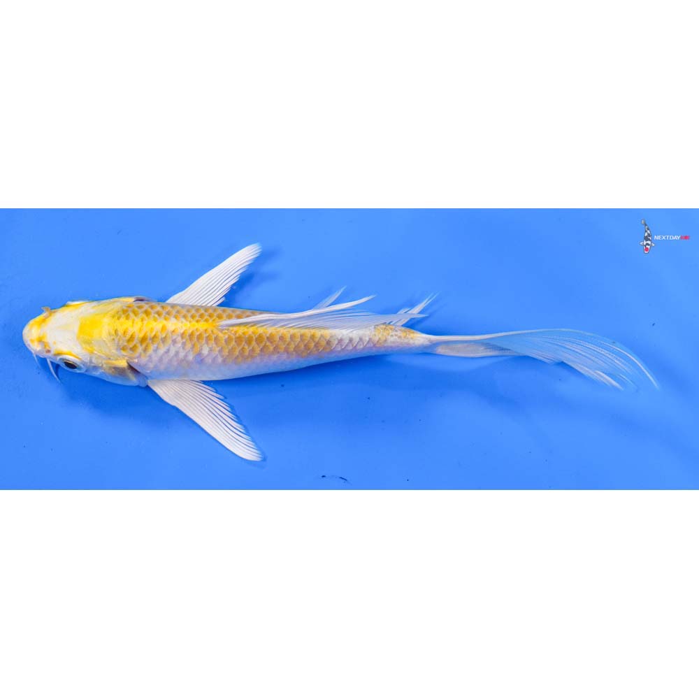 6” Imported Lemon Hariwake Butterfly Koi