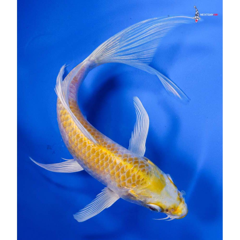 6” Imported Lemon Hariwake Butterfly Koi