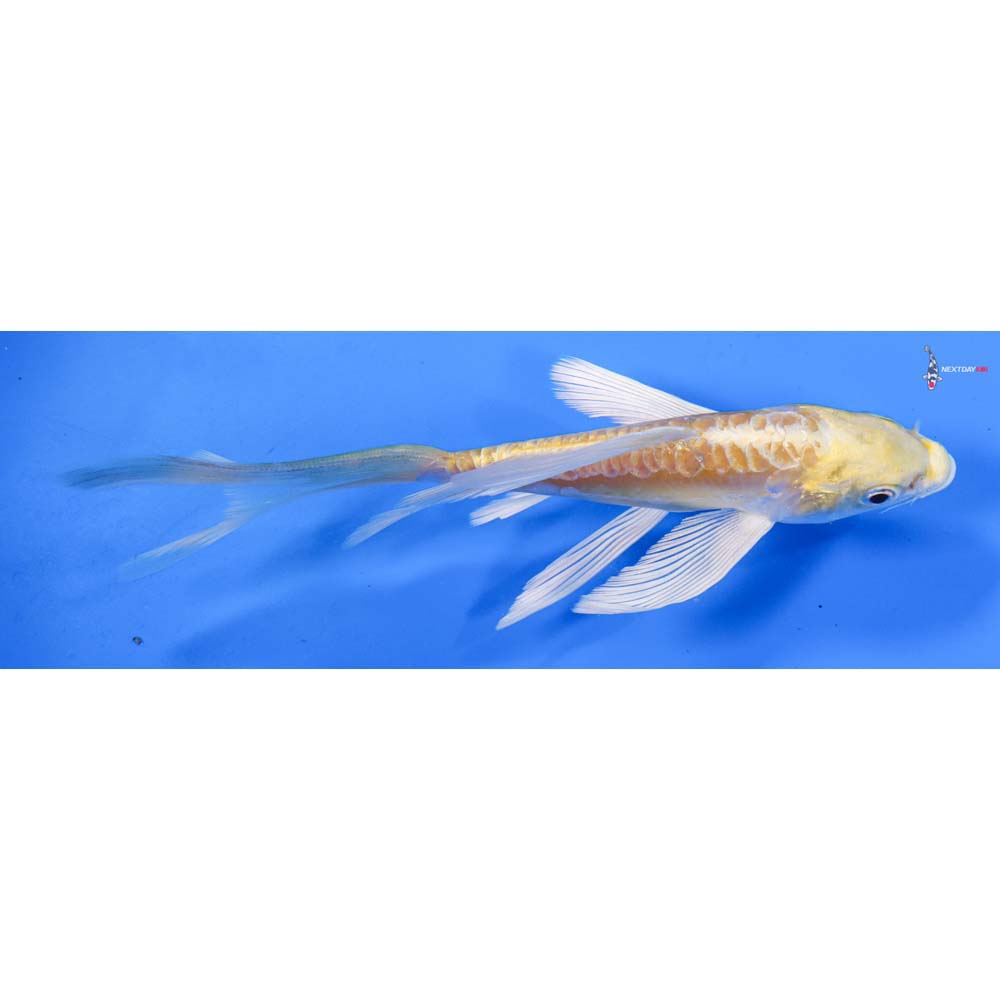 6” Imported Doitsu Lemon Hariwake Butterfly Koi