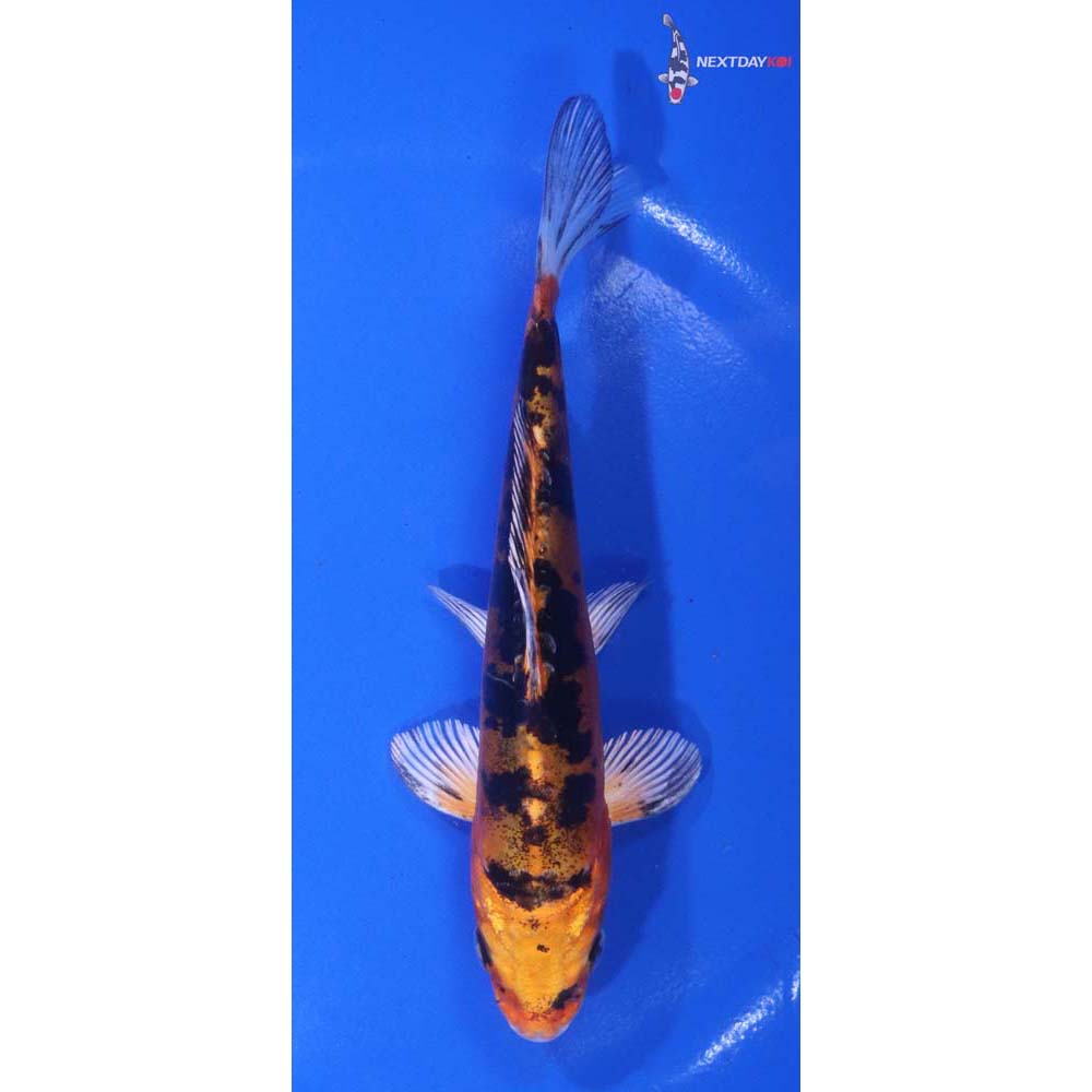 5.5” Imported Doitsu Kin Aka Bekko