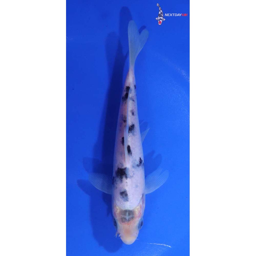5.5” Imported Shiro Bekko