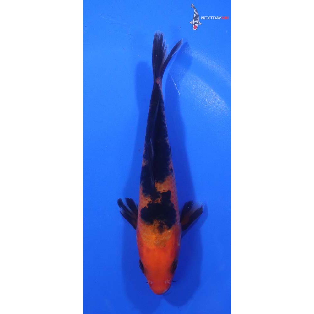5.5” Imported Aka Bekko