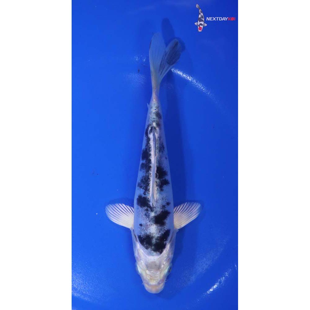 6” Imported Doitsu Gin Shiro Bekko