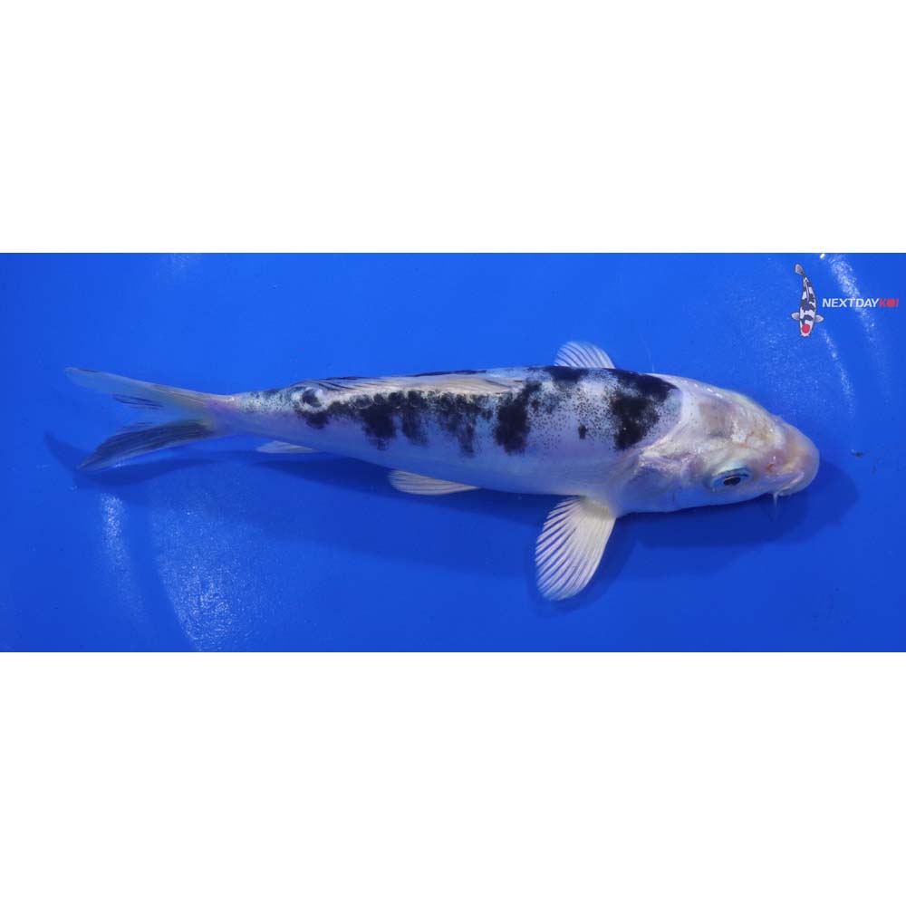6” Imported Doitsu Gin Shiro Bekko