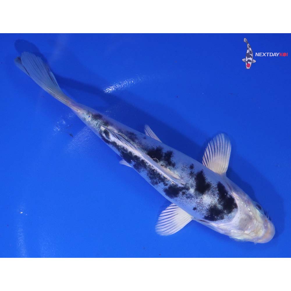 6” Imported Doitsu Gin Shiro Bekko