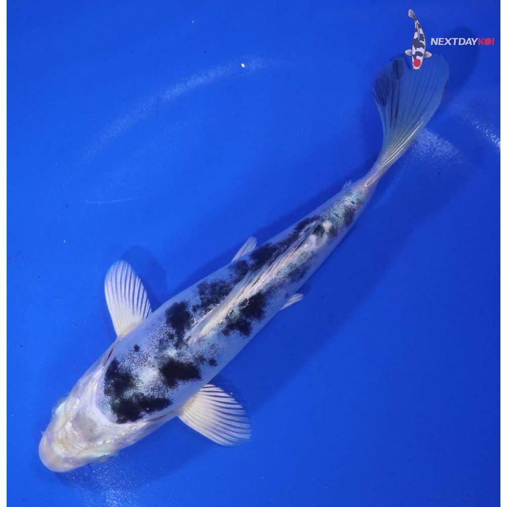6” Imported Doitsu Gin Shiro Bekko